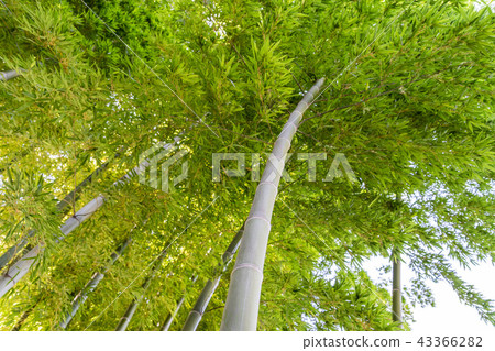  Bamboo grove 43366282