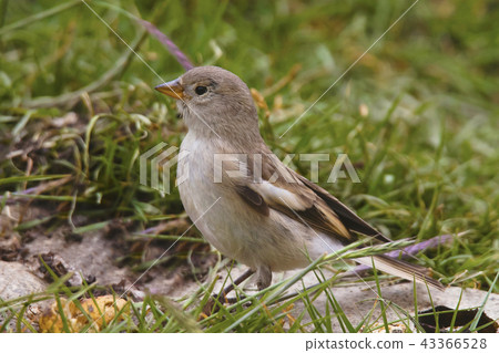 Blanford's Snowfinch, Jammu and Kashmir, India Blanford's Snowfinch, Jammu and Kashmir, India 43366528
