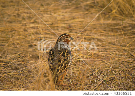 Jungle Bush Quail, Ranthambhore Tiger Reserve 43366531