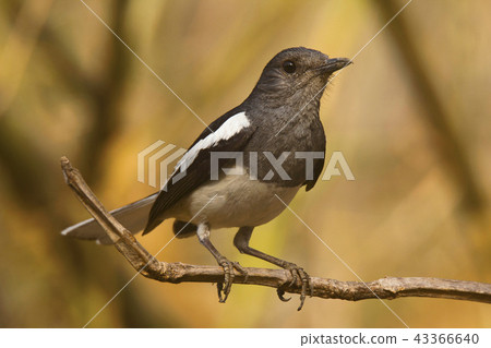 Magpie Robin, Tipeshwar Wildlife Sanctuary, India Magpie Robin, Tipeshwar Wildlife Sanctuary, India 43366640