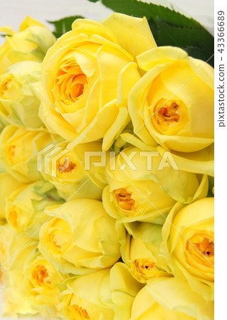 Catalina (bouquet) 43366689
