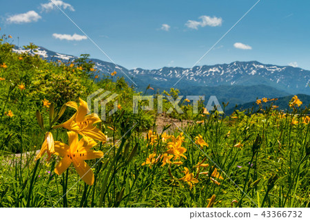 白山高山植物園 白山高山植物園 43366732