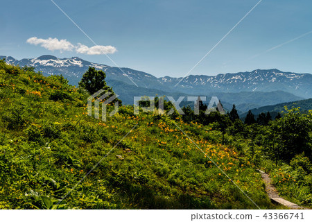 白山高山植物園 43366741