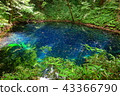 Aoike of Shirakami mountain Zuji Lake 43366790