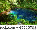 Aoike of Shirakami mountain Zuji Lake 43366793