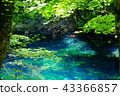 Lake of the boiling lake in Lake 12 of Shirakami Sanchi 43366857