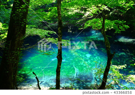 Lake of the boiling lake in Lake 12 of Shirakami Sanchi 43366858