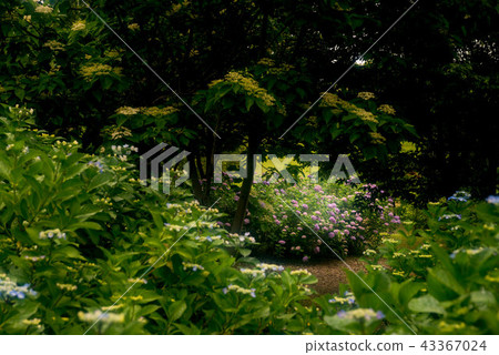 Hydrangea of Daijyoji Sogo Hilly Park Hydrangea of Daijyoji Sogo Hilly Park 43367024