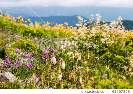 Hakusan Takayama Botanical Garden Hakusan Takayama Botanical Garden 43367206