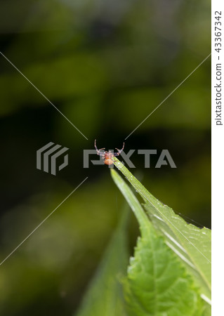 Male of Azuchigumo 43367342