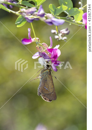 Azuchigumo捕食蝴蝶 Azuchigumo捕食蝴蝶 43367344
