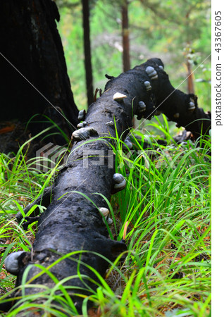 Tinder fungus lying on the black birch. 43367605
