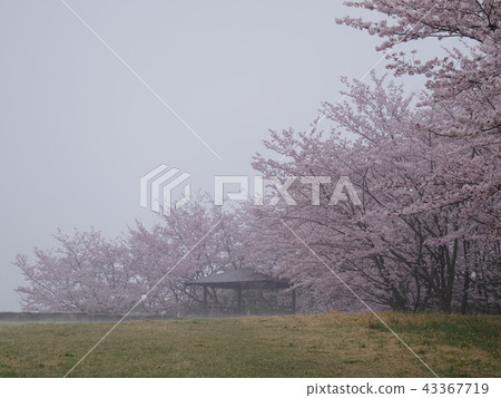 櫻花樹在Aonoyama，Utatsu-cho，Uta-gun，香川縣的頂部 43367719