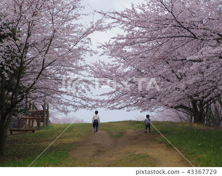Cherry trees at the top of Aonoyama, Utatsu-cho, Uta-gun, Kagawa Prefecture Cherry trees at the top of Aonoyama, Utatsu-cho, Uta-gun, Kagawa Prefecture 43367729