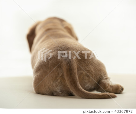 The back of a dog 43367972