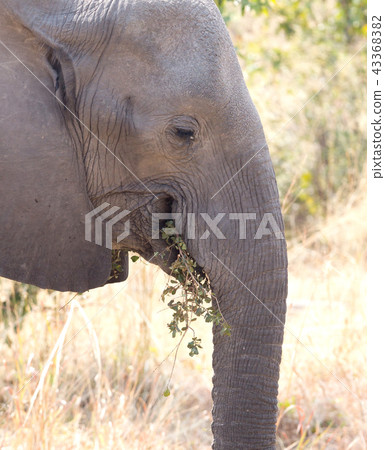 African elephant eating African elephant eating 43368382