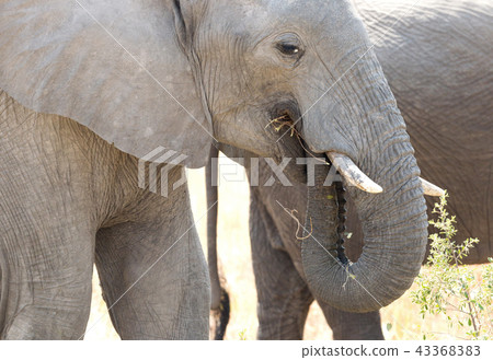 African elephant eating 43368383