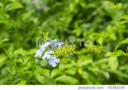 Tropical plants Tropical plants 43368395