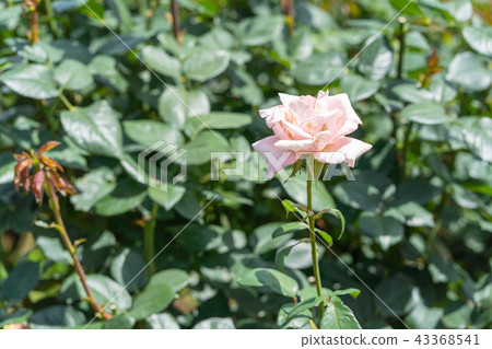 Rose of pink Rose of pink 43368541