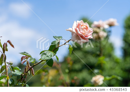 Blue sky and roses Blue sky and roses 43368543