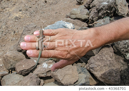 Lizard with food on human hand 43368701