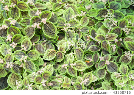 Tropical plants 43368716