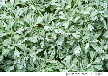 Tropical plants Tropical plants 43368719