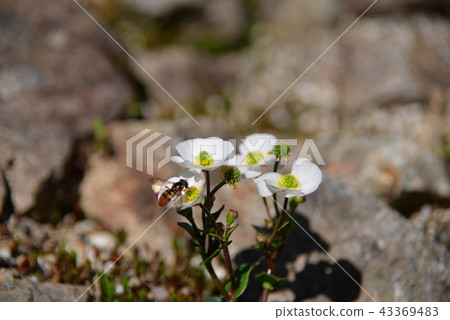 Umeba Chicken Pouge 43369483