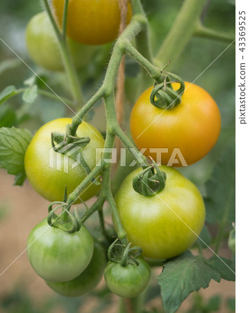 番茄田 43369525