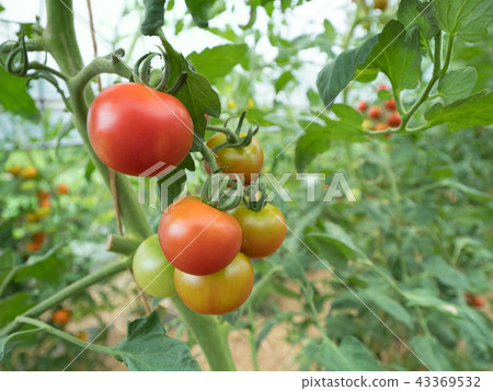 Tomato field 43369532