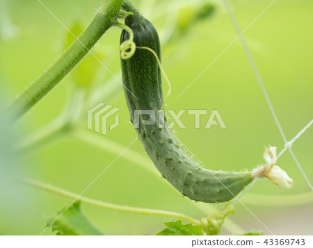 Cucumber field Cucumber field 43369743