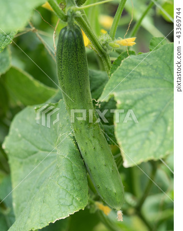 Cucumber field Cucumber field 43369744