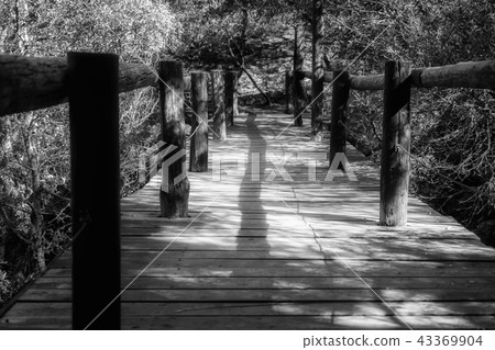 Hiking trail through a park, black and white 43369904