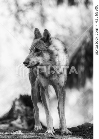 A wolf stands and observes, black and white 43369906