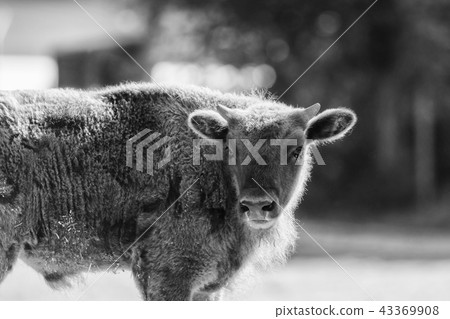 A wisent out in the meadow, black and white 43369908