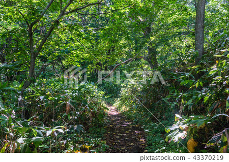 山路 山路 43370219