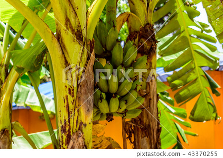 Bananas on the tree in a garden Bananas on the tree in a garden 43370255