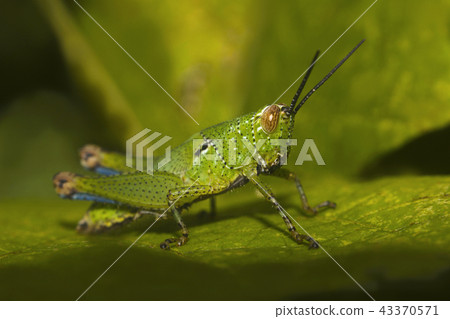 Grasshopper, Bandhavgarh Tiger Reserve, India Grasshopper, Bandhavgarh Tiger Reserve, India 43370571