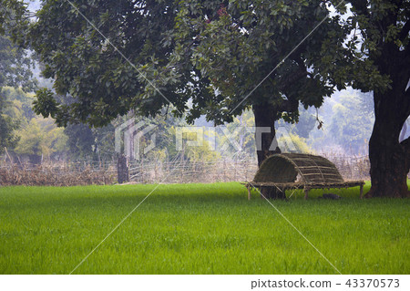 Fields and machan near bandhavgarh, India 43370573