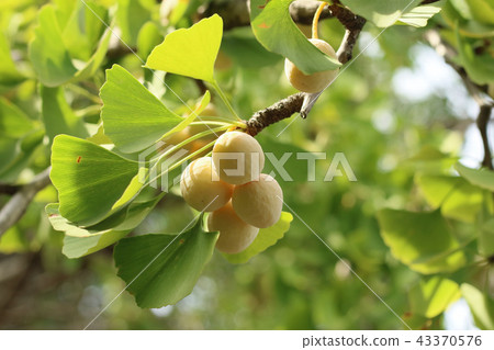 Ginkgo and butterfly 43370576
