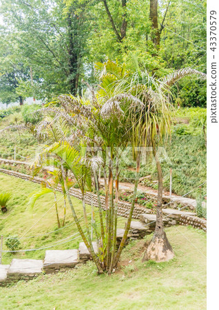 garden plants flowers around green field of grass 43370579