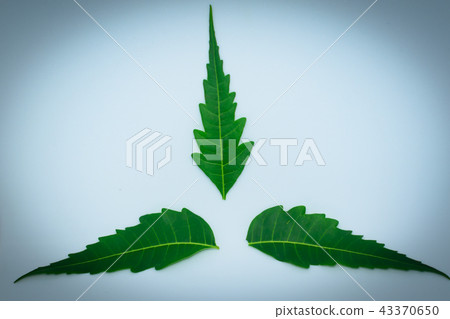 Medicinal neem leaf on Azadirachta indica. 43370650