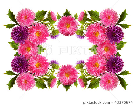 Aster flowers in a floral frame 43370674