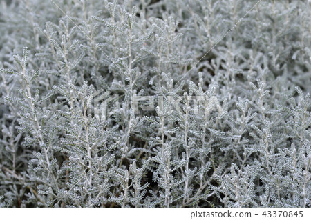 Cypress lavender cotton 43370845