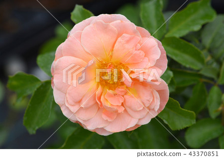 Rose Marie Curie 43370851