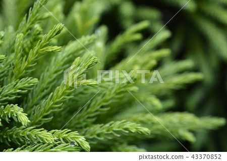 Japanese cedar Globosa Nana 43370852