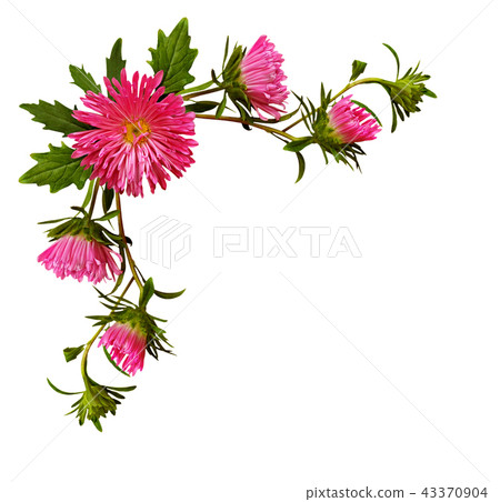 Aster flowers in corner arrangement 43370904