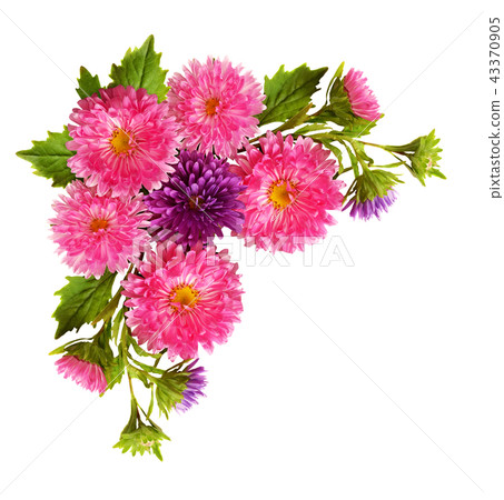 Aster flowers in corner arrangement 43370905