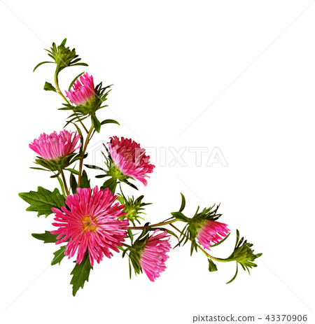 Aster flowers and buds in corner arrangement 43370906