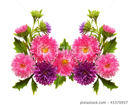 Aster flowers in arrangement 43370937